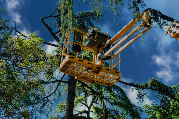 Best Tree Maintenance Programs  in Wentzville, MO